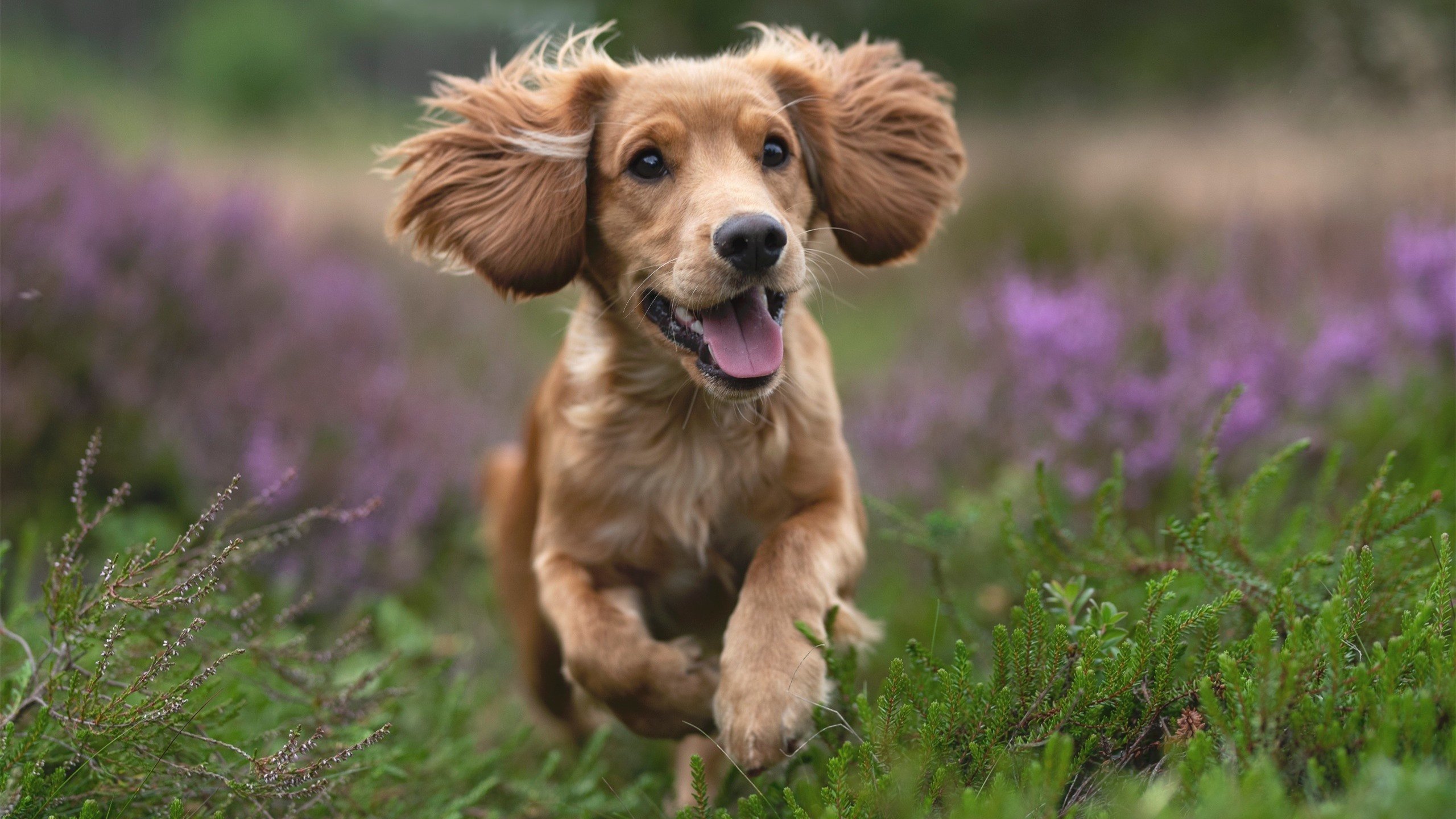 北欧风暴席卷雅典！阿劳霍生涯之夜助挪威攻克希腊堡垒