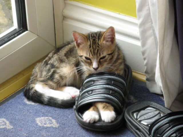 双重维度的逆袭，从勒沃库森终场哨到美加墨世界杯号角—格纳布里接管时代的降临