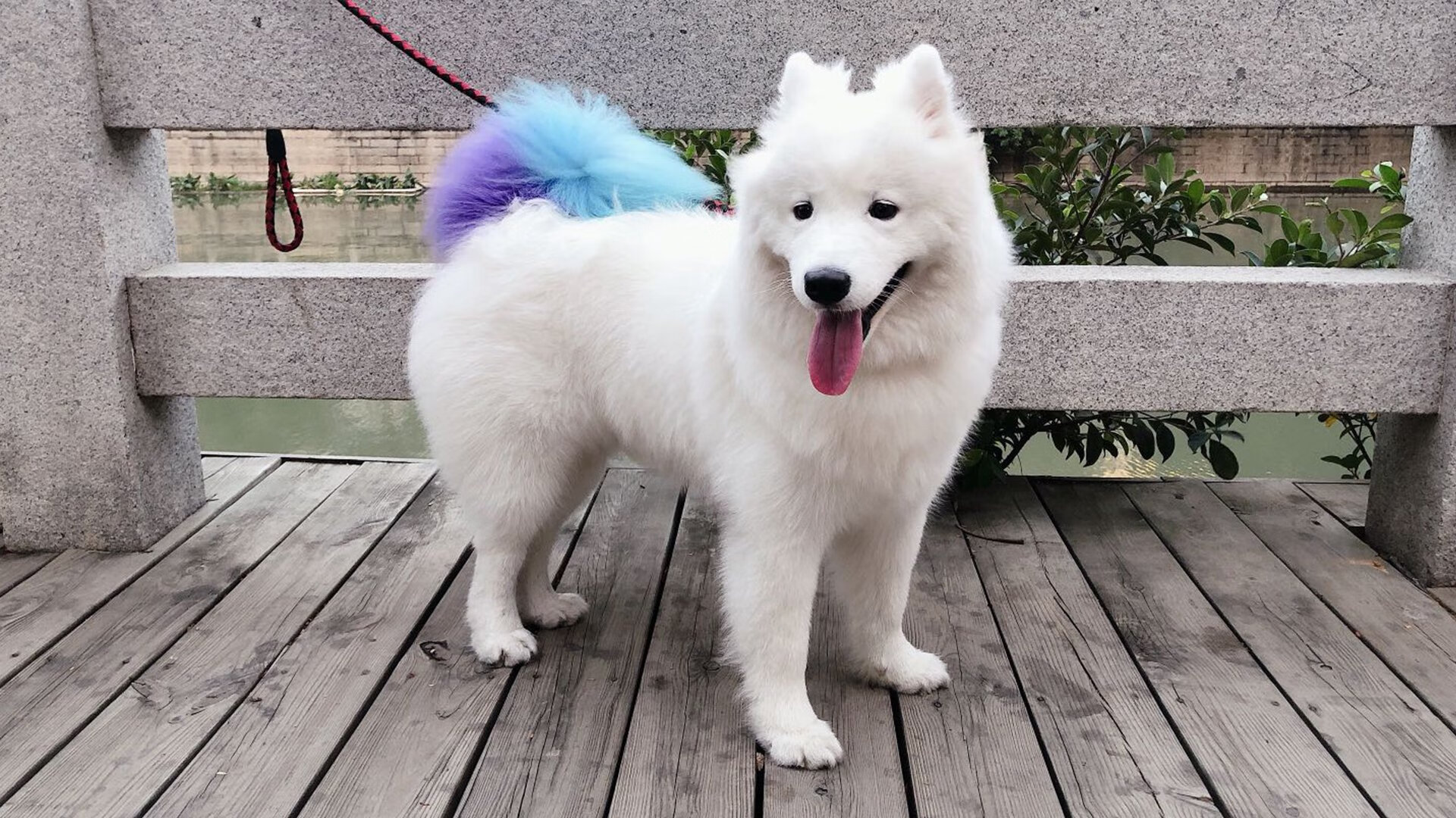 双城记，深圳收割强敌之夜，利拉德吹响得分狂潮的号角