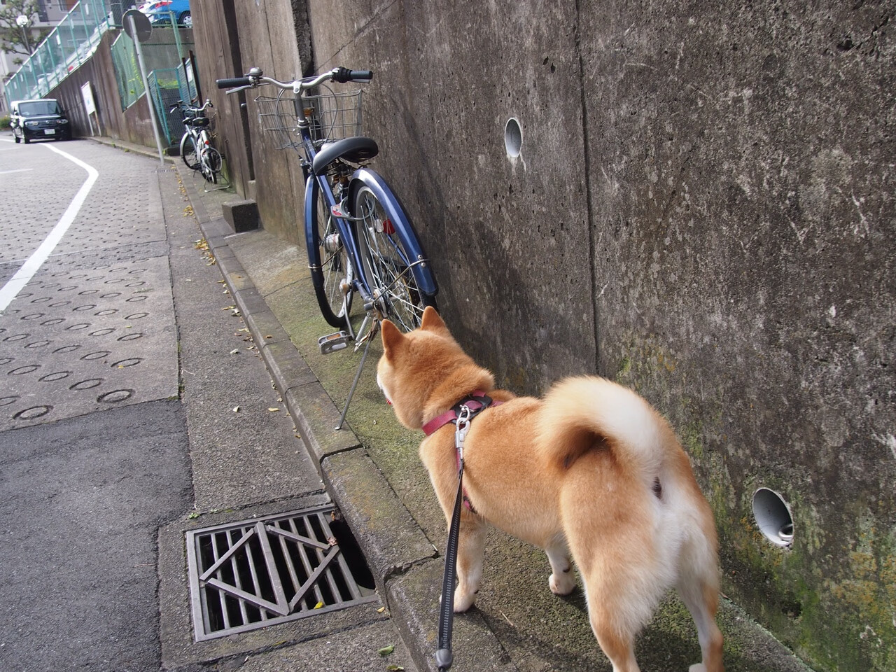 掘金引擎全开带走活塞，文班亚马以F1式统治力接管赛场