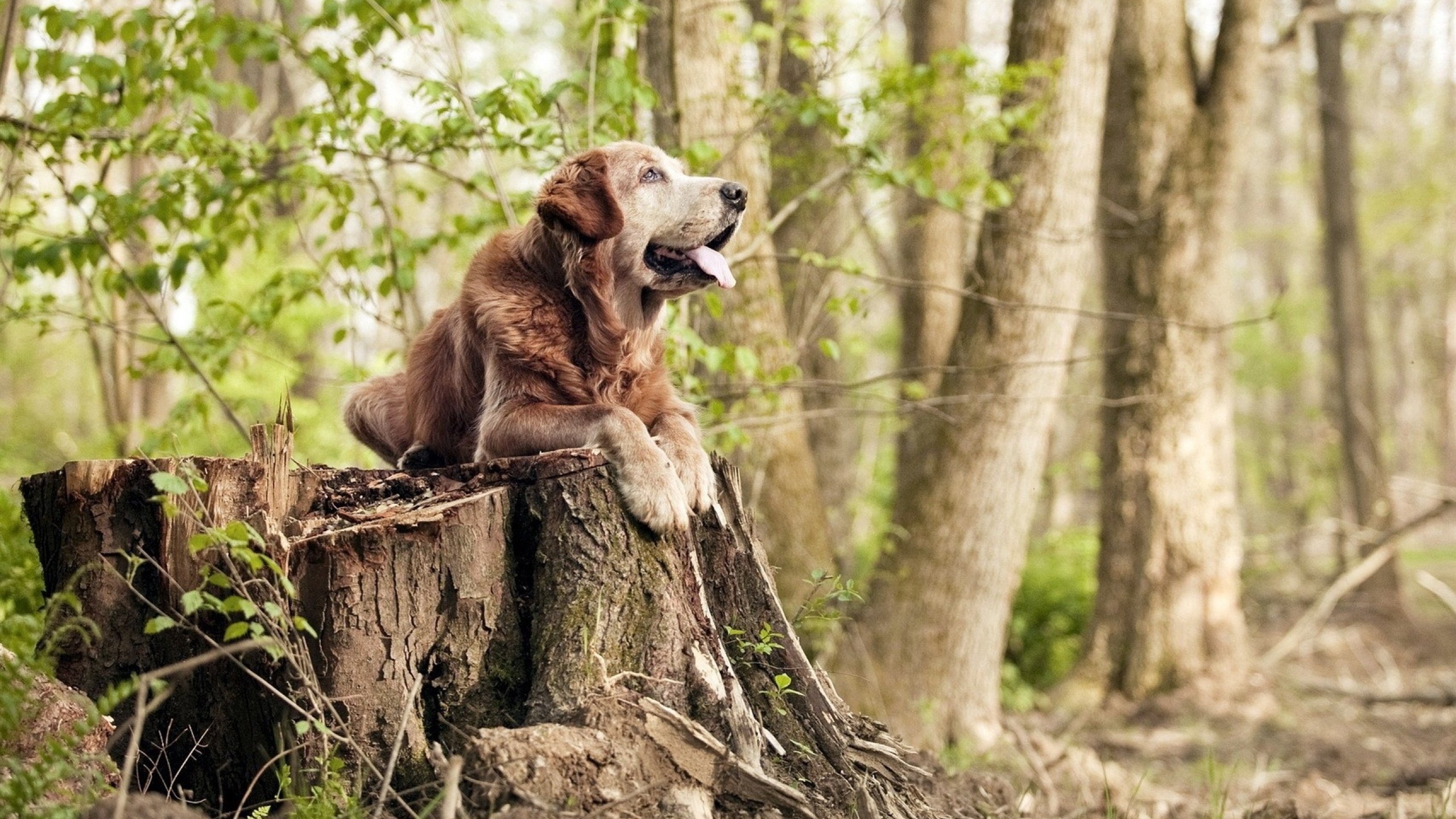 橙色血性吞噬巨人，毕尔巴鄂如何撕裂阿根廷的冠军版图