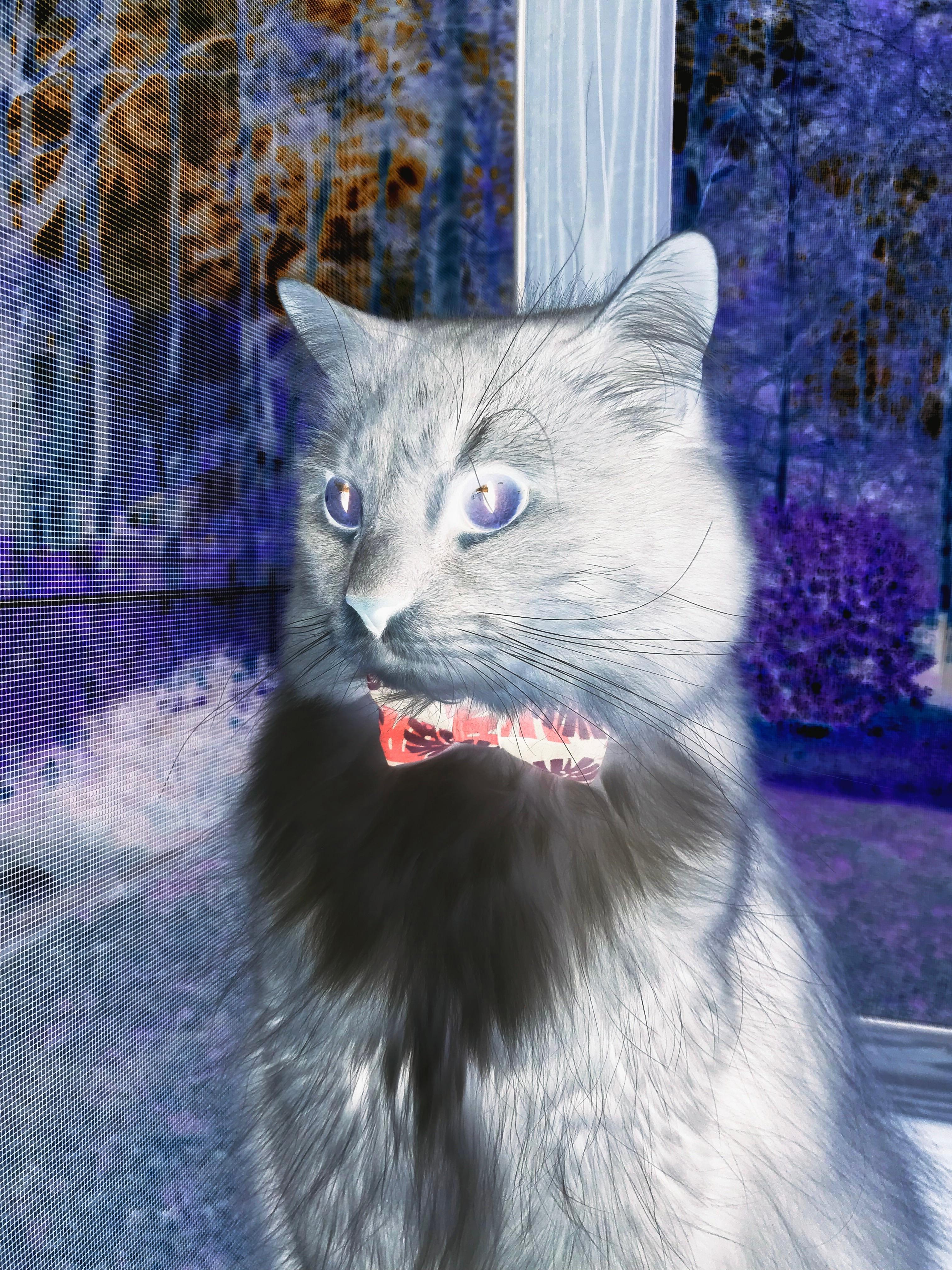 命运的五分钟，威尔士如何用闪电战终结葡萄牙悬念