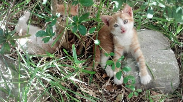 寂静的剑，与他的破晓之时