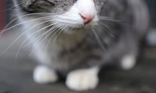 一小时里的十一年，当森林狼单节撕碎骑士，德甲争冠已至决战时分