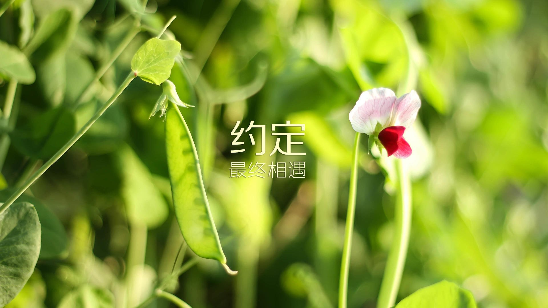 加勒比海啸席卷欧洲!哥斯达黎加四球狂胜摩纳哥,萨拉赫关键三连击改写历史