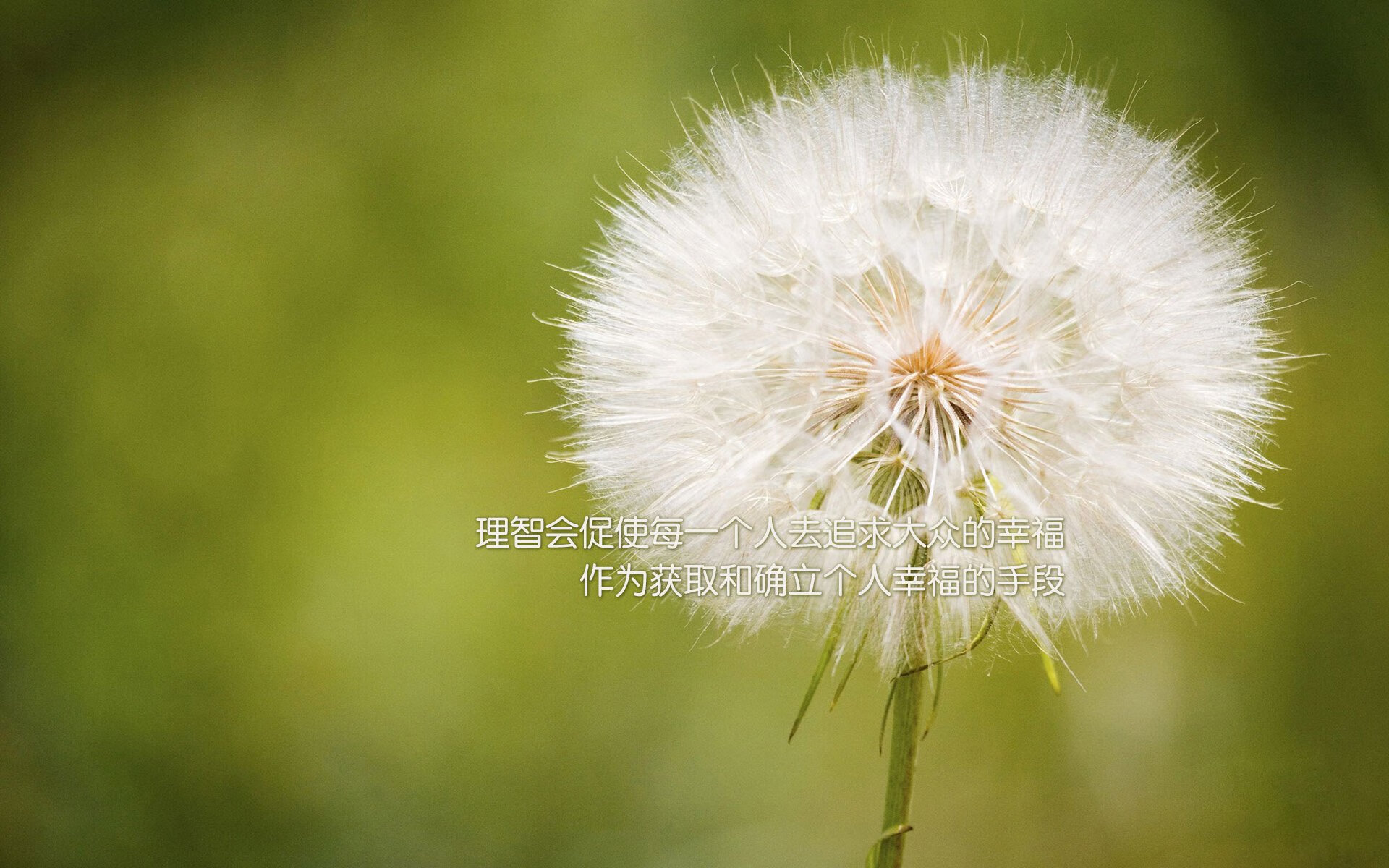 棋局与字谜，当萨内的致命一击解开世界杯B组的东方密码